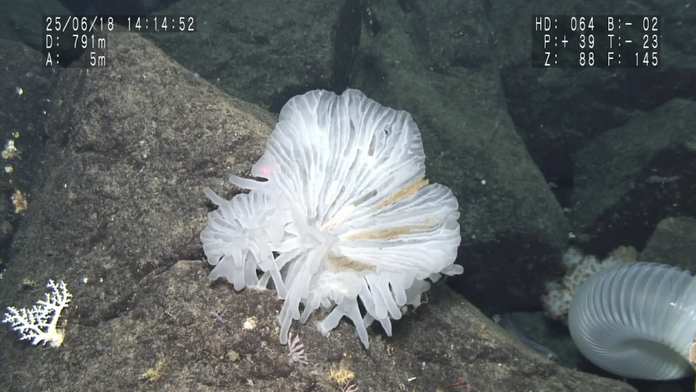 New glass sponge species, found with multiple species of polychaete worms living within. Photographed on the slopes of a sea mount at a depth of 791m by the Shinkai 6500 submersible.